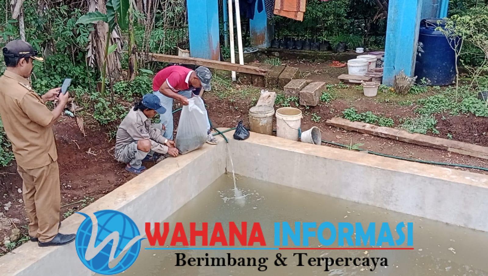Penebaran 5.000 Bibit Ikan Lele sebagai Bagian dari Program Ketahanan Pangan di Desa Padajaya Sukabumi