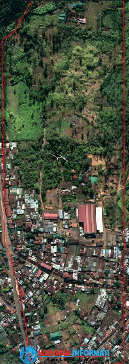 Ini peta area lahan PT. mayora Di Desa Cilograng,kec. Cilograng, Kab. Lebak versi citra satelit dengan garis Batas.